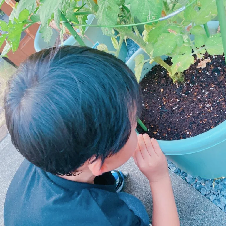 庭の手入れ✂️剪定