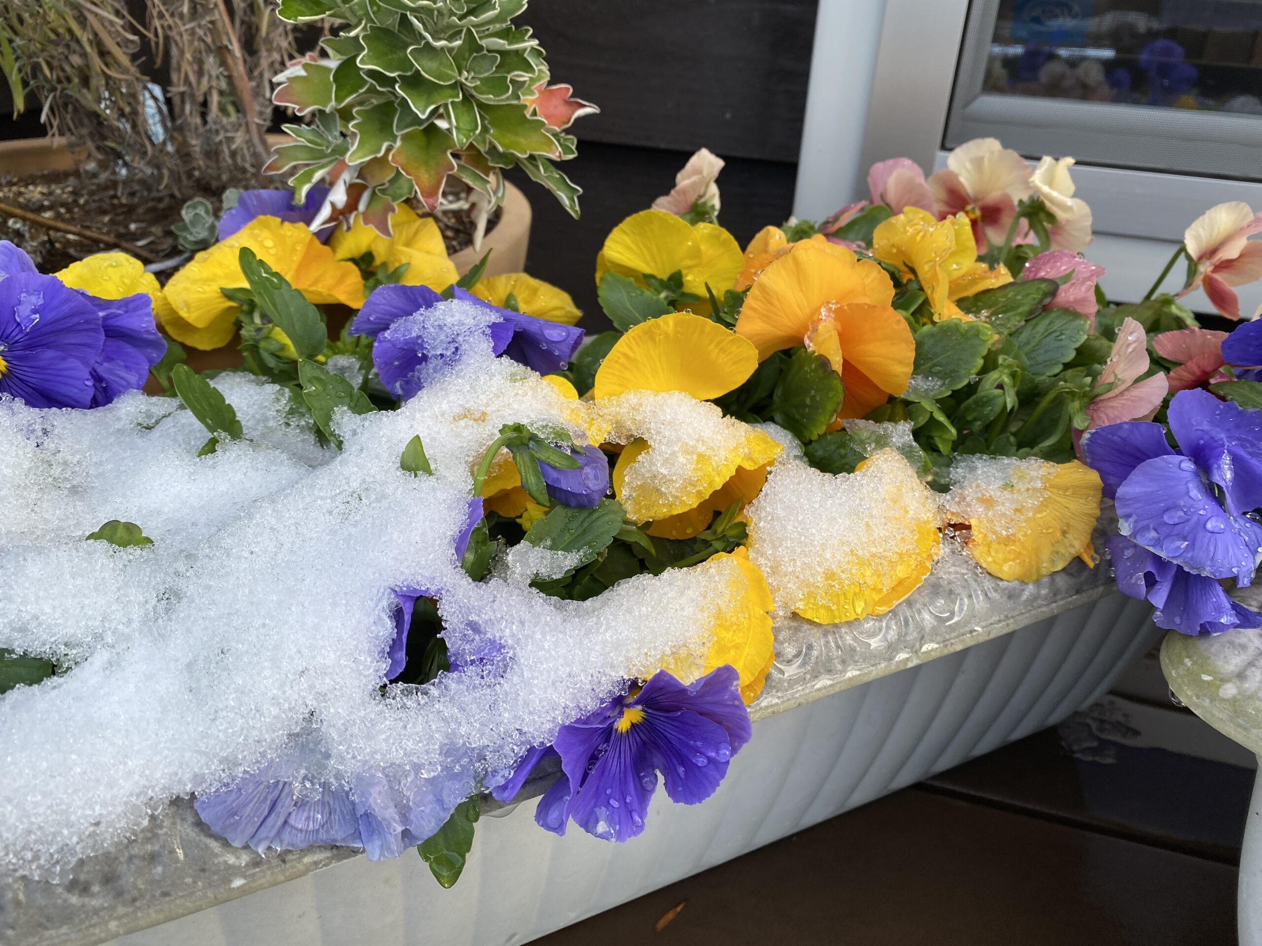 緑と笑顔の記録