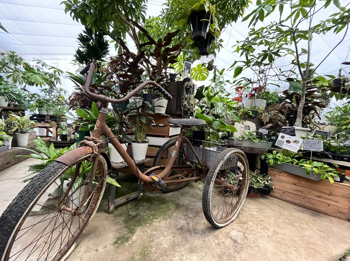お部屋を彩る観葉植物