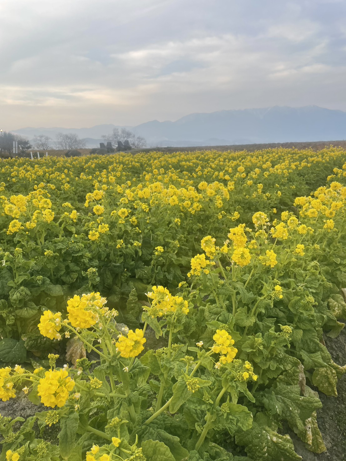 ちょっとだけ春…♪
